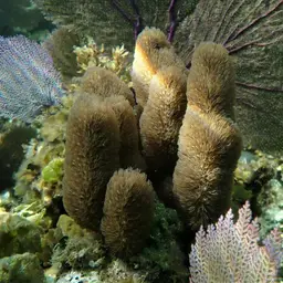 Corky Sea Finger, photo 9