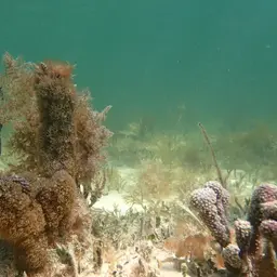Corky Sea Finger, photo 10