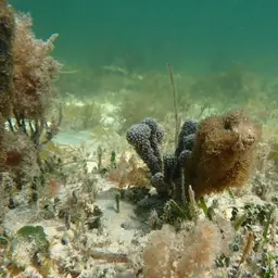 Corky Sea Finger, photo 11