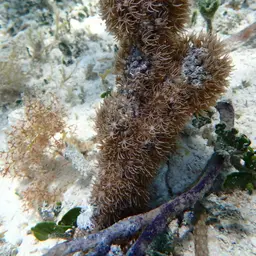 Corky Sea Finger, photo 12