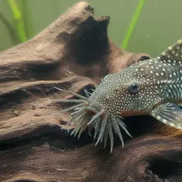 Bristlenose Pleco, photo 1