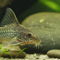 Britski's Cory