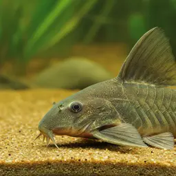 Britski's Catfish