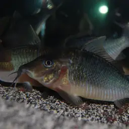 Long-finned Cory, photo 3