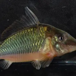 Long-finned Cory, photo 4