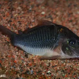 Long-finned Cory, photo 5