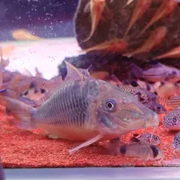 Long-finned Cory, photo 7