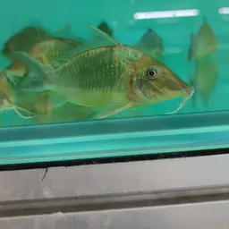Long-finned Cory, photo 8