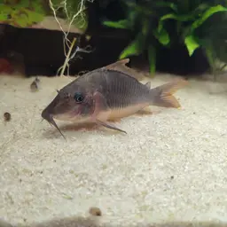 Long-finned Cory, photo 10