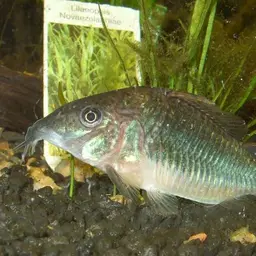 Emerald Cory, photo 1