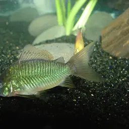 Emerald Cory, photo 2