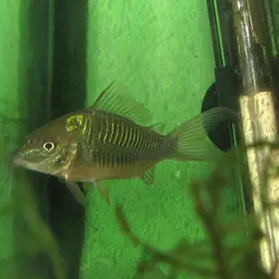 Emerald Cory, photo 3
