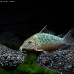 Emerald Cory, photo 5