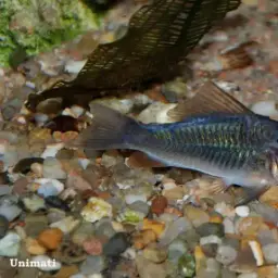 Emerald Cory, photo 7