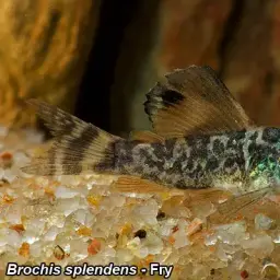 Emerald Cory, photo 9