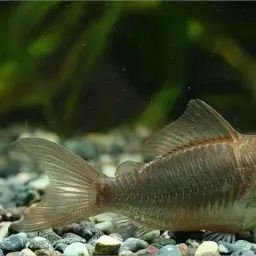 Emerald Cory, photo 10