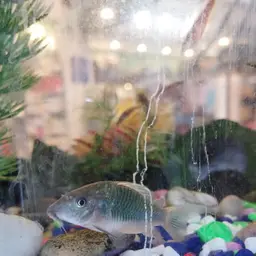 Emerald Cory, photo 11