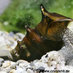 Horned Armour Snail, photo 1