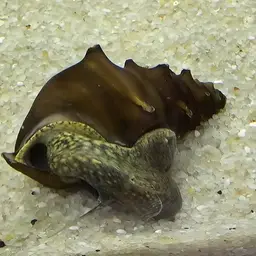 Horned Armour Snail, photo 2