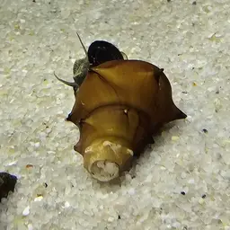 Horned Armour Snail, photo 3