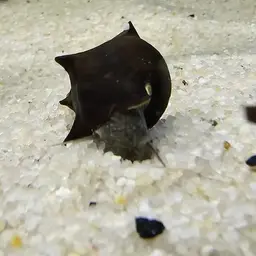 Horned Armour Snail, photo 4