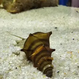 Horned Armour Snail, photo 5