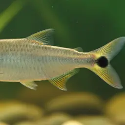 Spot-tail