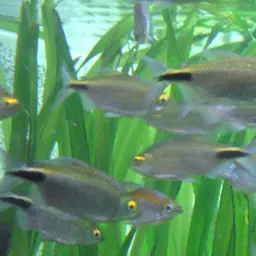Long-finned Characin