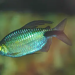 Long-finned Characin, photo 2