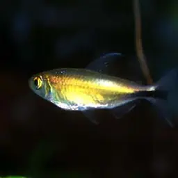 Long-finned Characin, photo 3