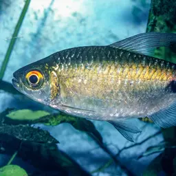 Long-finned Characin, photo 4