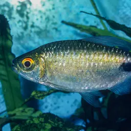 Long-finned Characin, photo 5
