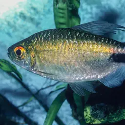 Long-finned Characin, photo 6