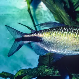 Long-finned Characin, photo 7