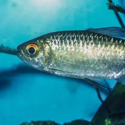 Long-finned Characin, photo 8