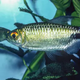Long-finned Characin, photo 10