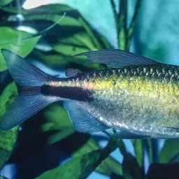Long-finned Characin, photo 11
