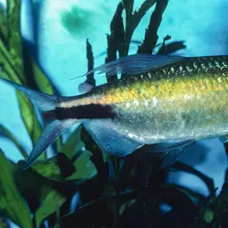 Long-finned Characin, photo 12