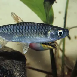 Large-scale Characin, photo 2