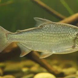 Large-scale Characin