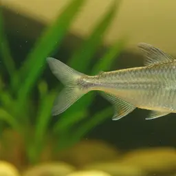 Elegant Featherfin Tetra