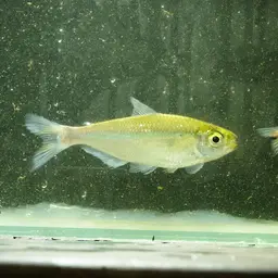 Orangefin Tetra, photo 1