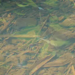 Orangefin Tetra, photo 2