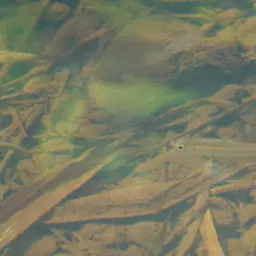 Orangefin Tetra, photo 3