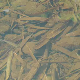 Orangefin Tetra, photo 4