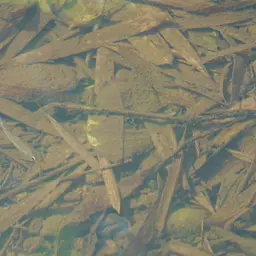 Orangefin Tetra, photo 5