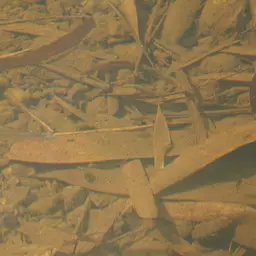 Orangefin Tetra, photo 6