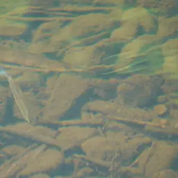 Orangefin Tetra, photo 7