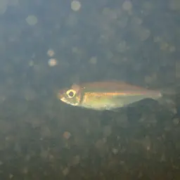 Orangefin Tetra, photo 8