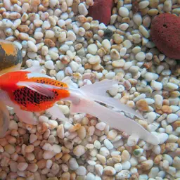 Bubble Eye Goldfish, photo 2